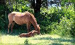Assateague Pony foal. Photo taken on August 2, 2016. Foal was perhaps one or two days old according to park ranger.