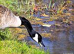 Canada goose enjoys dinner near the South Gate Pond in Ocean Pines, Maryland.