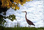 Great Blue Heron poses on west side of Veterans Memorial Pond at Ocean Pines.
