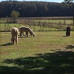 Alpacas on farm outside Berlin.