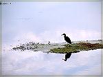 Water bird in Sawgrass at Ponte Vedra in Florida. 