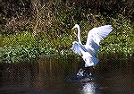 Wildlife along trail in Sawgrass area of Ponte Vedra.