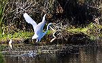 Wildlife along trail in Sawgrass area of Ponte Vedra.