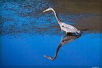 Great Blue Heron.