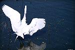 White Egret in Jacksonville area.