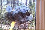 Why not to use a suction cup window bird feeder.
