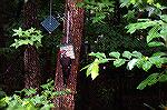 Pileated Woodpecker on suet at Barnes home.