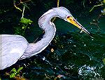 Great Blue Heron enjoys a lunch snack.