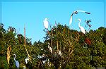 White egrets roost at the South Gate Pond in Ocean Pines, Maryland