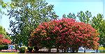 Crepe Myrtle in bloom at the South Gate of Ocean Pines.