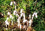 Some"Indian Pipes, Monotropa uniflora, also known as ghost plant, seen during a walk around the Ocean Pines southgate pond on August 31, 2017.