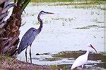 Great Blue Heron and friend looking for a meal. Sawgrass, Florida.