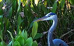 Great Blue Heron. Sawgrass, Florida.