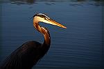 Great Blue Heron. Sawgrass, Florida.