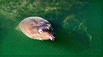 Large turtle in pond at Ponte Vedra, Florida wildlife walk.