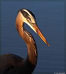 Great Blue Heron.