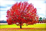 Tree in Wicomico County, Maryland.