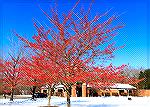 Bright berries on trees along drive to Ocean Pines Post Office.