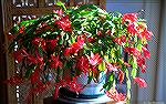 Our Christmas Cactus blooms right on schedule.
