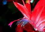 Our Christmas Cactus blooms right on schedule. What lovely blossoms.