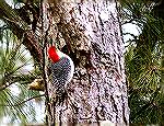Redheaded woodpecker. Ocean Pines, MD. 1/2/2018.