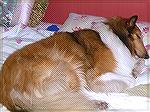 Tobi enjoys a beauty rest in the Barnes bed.