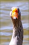 Domestic goose gives photographer the eye on a spring walk around the South Gate Pond.