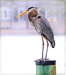 Great Blue Heron rests on a boat dock piling in Ocean Pines.