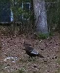 A wild turkey in our backyard on Fairway Lane. 