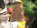 Honeycomb being removed from bee hive of Jack Barnes III.