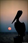 Pelican on a pole in Key West, Florida.