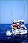 Mako shark fishing off the coast of New Jersey.