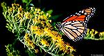 Monarch butterfly.