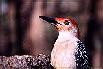 Woodpecker on a log.