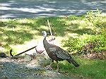 Turkey seen on Newport Drive in North Ocean Pines.