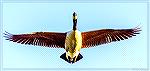 Canada goose over the South Gate Pond at Ocean Pines, MD.