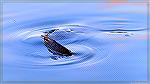 Carp forages for food in inches of water at South Gate Pond in Ocean Pines, MD.