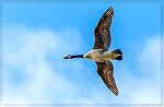 Canada goose flies over the South Gate Pond at Ocean Pines.