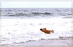 Dogs enjoy the Ocean City surf on an early October day.