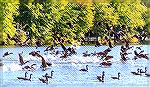  Mike Kitchen of Maryland Geese Control begins first day on the job at Ocean Pines. Mike brought three Border Collies. One was a puppy. Mike spend one hour on the South Gate Pond, with one collie in a