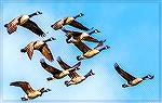 Canada geese in flight over the South Gate Pond at Ocean Pines, Maryland.