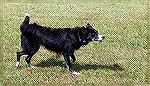 Border Collie at OPA South Gate Pond.