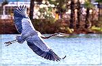 Great Blue Heron. Southgate Pond. Ocean Pines, MD 12/5/2018