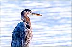 Great Blue Heron on Manklin Creek in Ocean Pines. December 27, 2018.