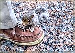 Baby squirrel wants to be my friend.