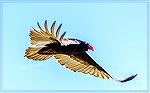 Turkey Vulture flies over the Veterans Memorial Pond in Ocean Pines, MD.