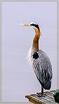 Great Blue Heron finds a perch on a boat lift in Ocean Pines, MD on a dreary February day.