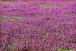 Nature's purple carpet blankets large areas of the open field between the library and Taylor bank. Ocean Pines, Maryland.