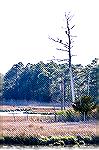 American Bald Eagles on Manklin Creek in Ocean Pines, MD.
