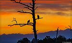 American Bald Eagles perch on tree limbs. Manklin Creek, Ocean Pines. Maryland.